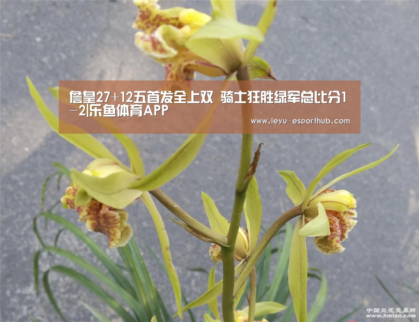 詹皇27+12五首发全上双 骑士狂胜绿军总比分1-2|乐鱼体育APP(图2) 乐鱼电竞